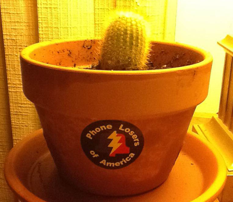 Roy The Cactus (from Mike Anderson Bell)
